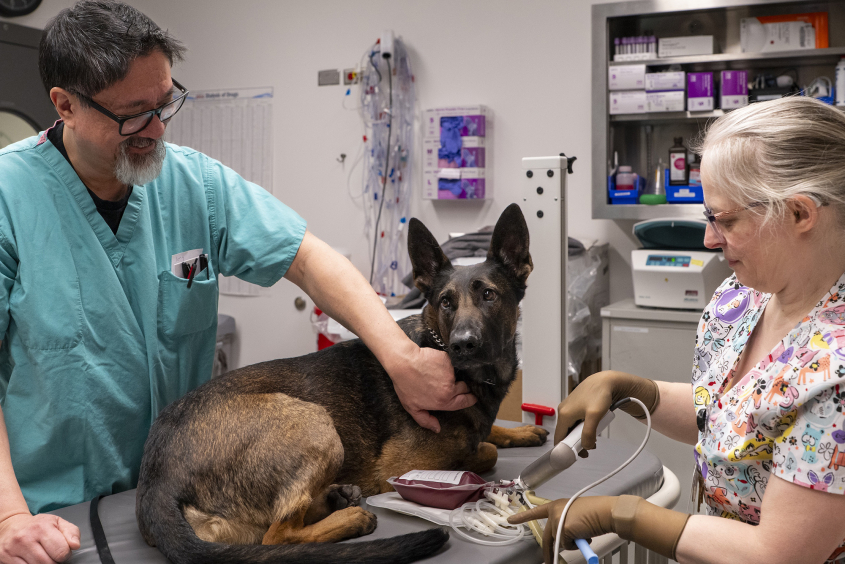 A Malinois on an exam table getting blood drawn