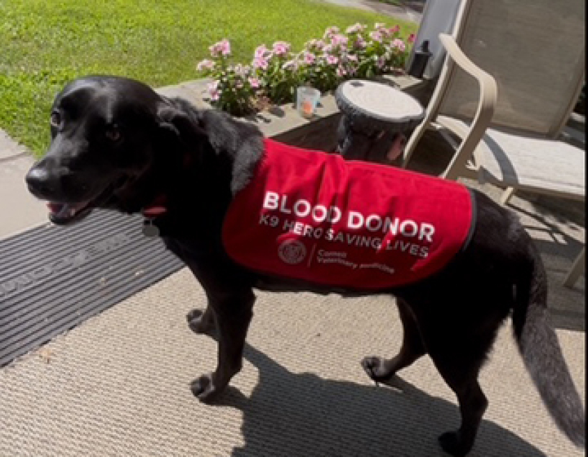 A black Labrador mix wearing a blood donor vest on the front porch of a home