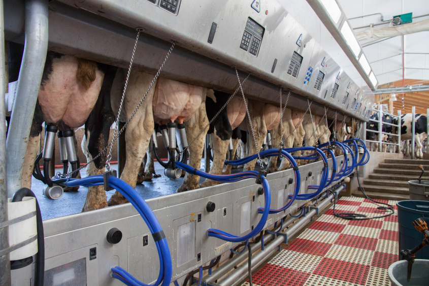 Cows being milked by a machine