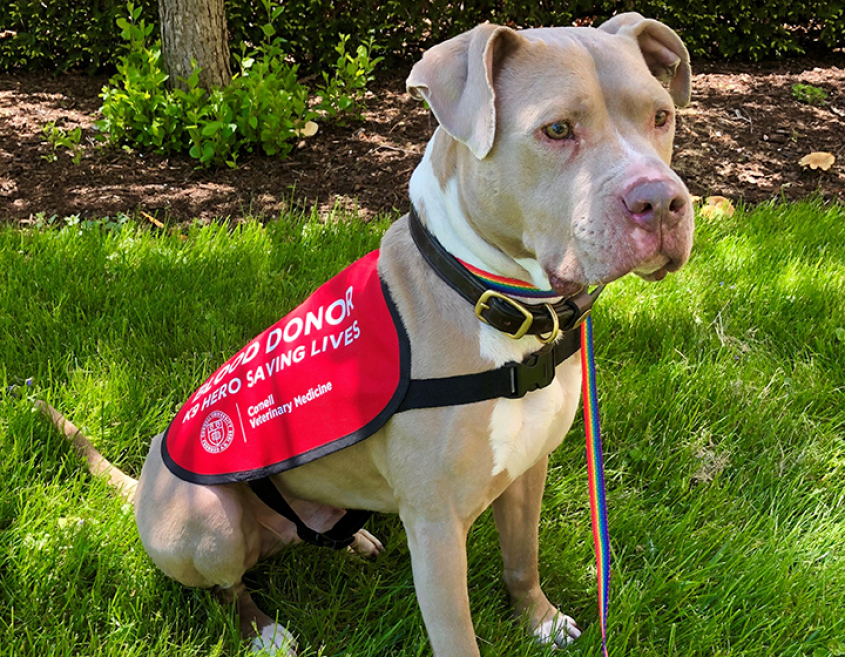 A pitbull mix sitting at attention in the grass, wearing a donor vest