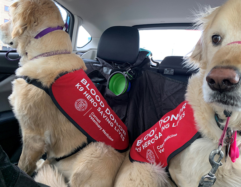 Two golden retrievers in the backseat of a car wearing their donor vests