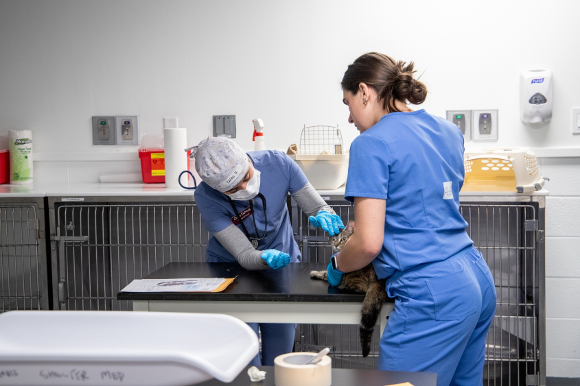 Two veterinary students handle a cat on an exam table
