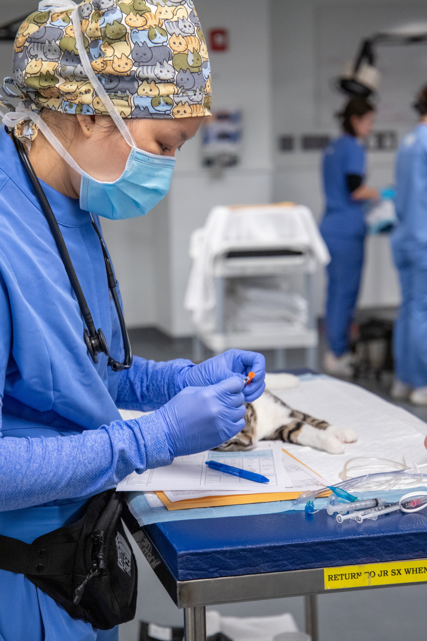 A veterinary student in a surgical mask, cap and scrubs prepares small equipment in her hands