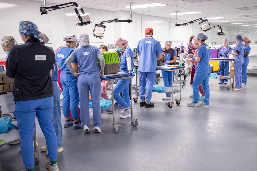 Busy students in scrubs tend to cats along a line of exam tables