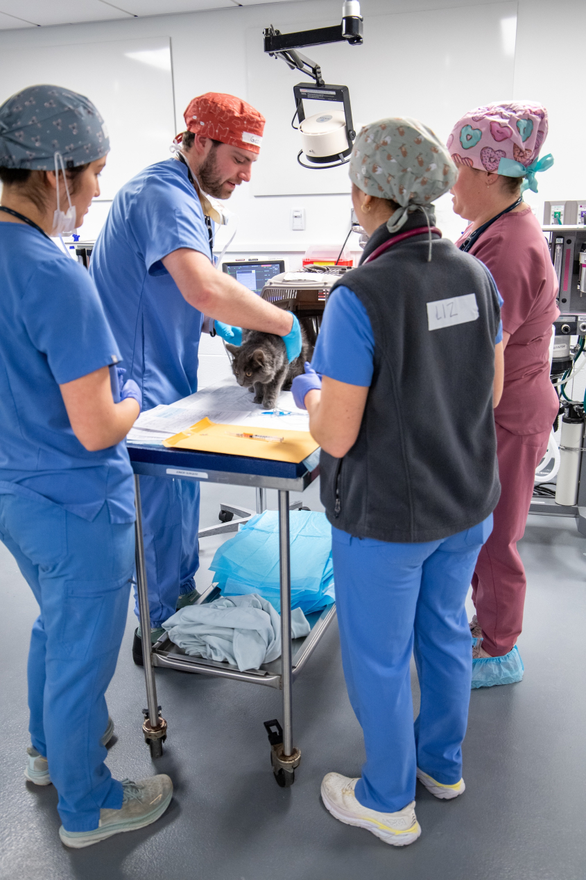 Four veterinary students handle a cat on an exam table