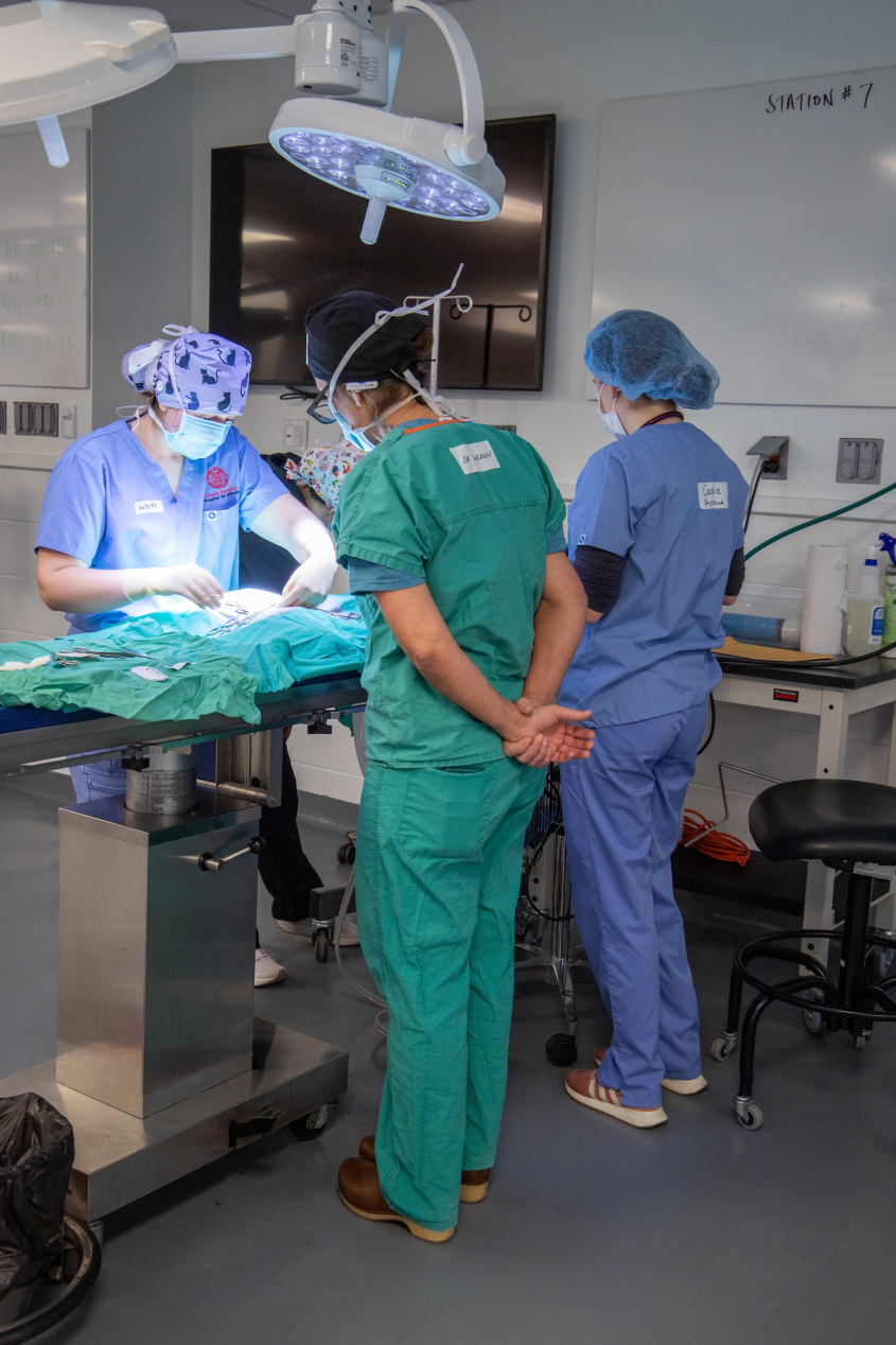 Two people in scrubs observe a veterinary perform a spay/neuter surgery