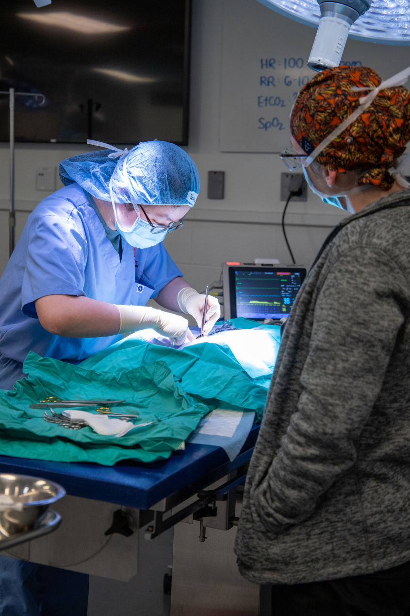 A veterinarian focuses on a spay/neuter procedure under a spotlight
