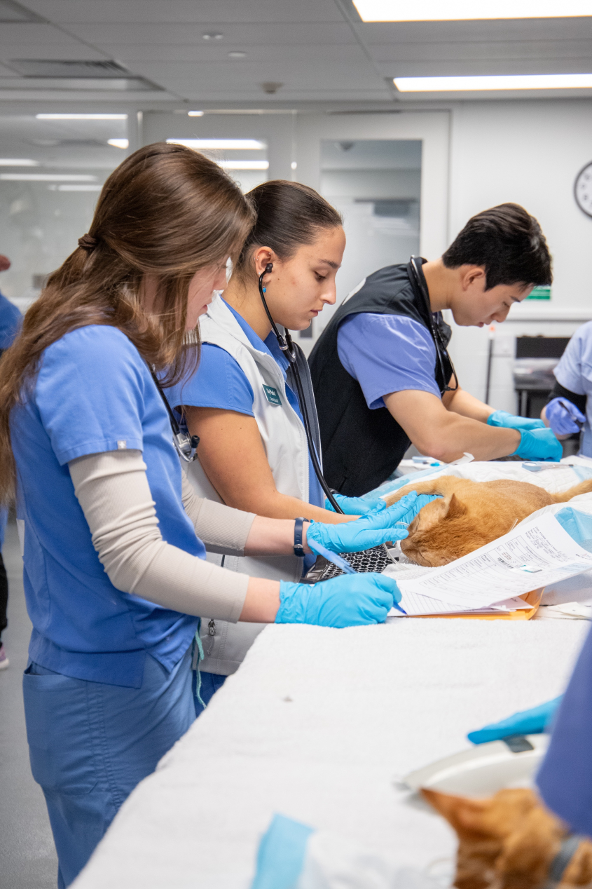 A volunteer listens to the heartbeat of an orange cat on an exam table