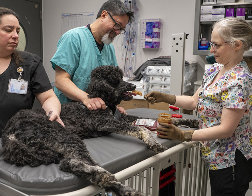 A black poodle reclining on an exam table being fed peanut butter while having his blood drawn