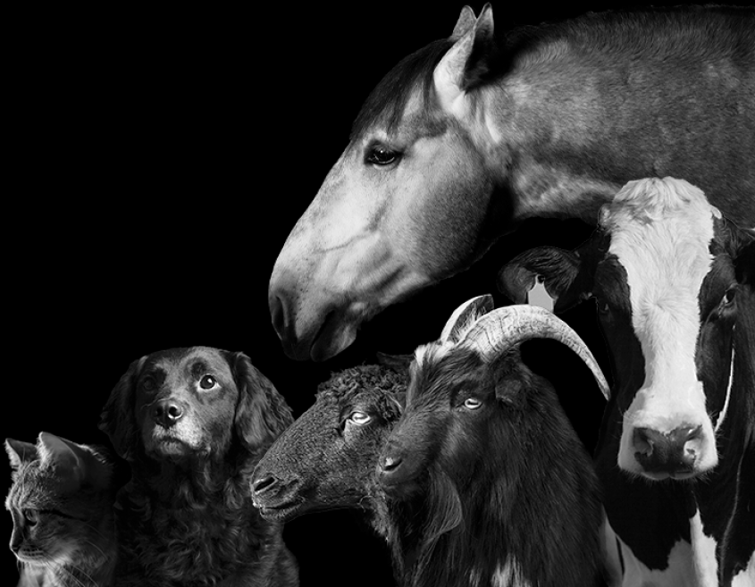 Collage of animal photos