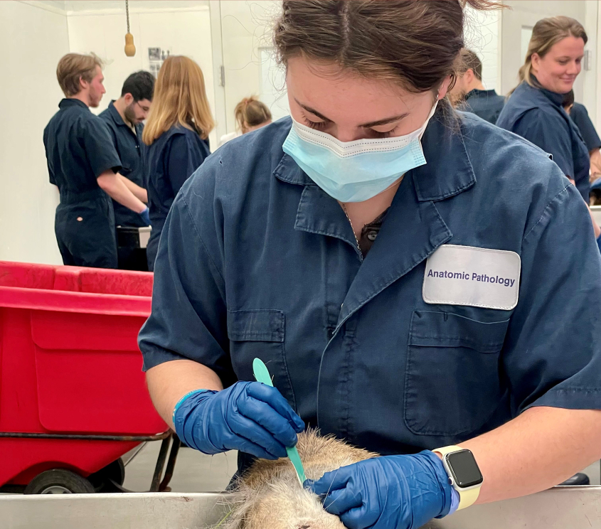 A student examines a deer head