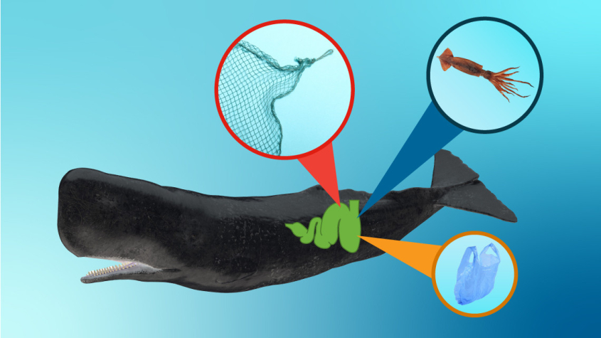 illustration of a sperm whale with stomach contents depicted