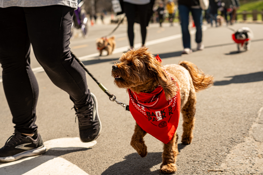 A dog walking in Central Park with a red bandana. 