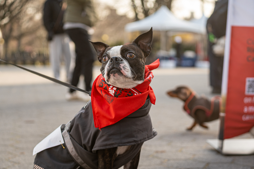 A black and white dog shows off its red bandana. 