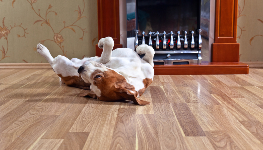 dog on hard wood floor