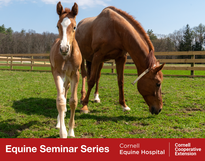 Horses with Equine Seminar Logo