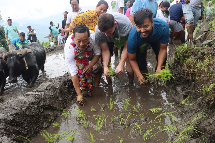 Zachary Bisconti working in a rice paddy with Nepalese colleagues