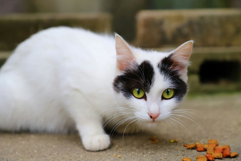 cat with cat food