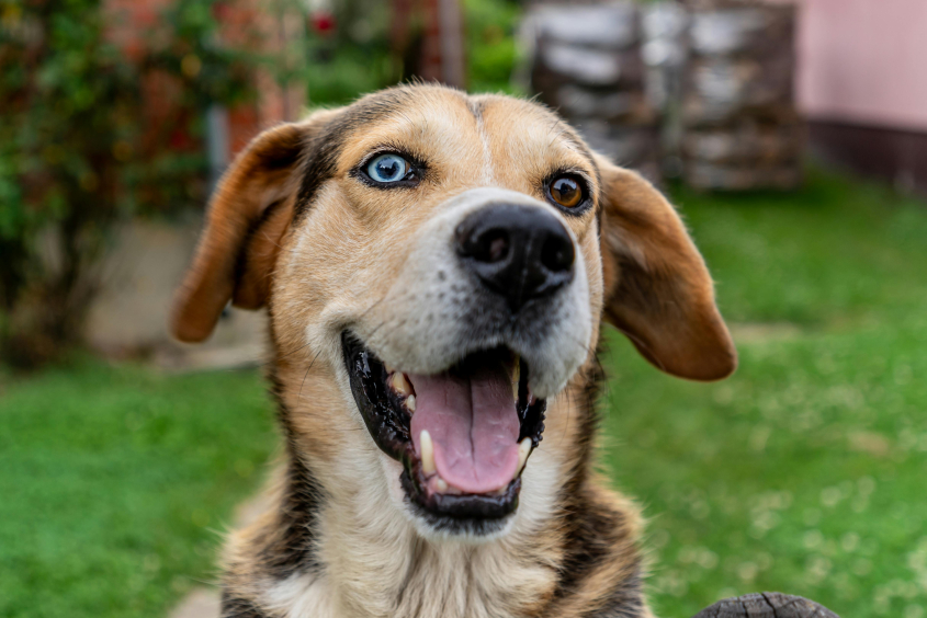  dog with two eyes of a different color