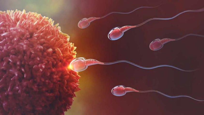 sperm and egg