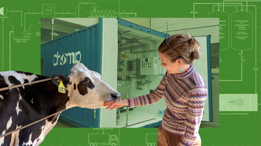 illustration of woman touching a cow with a background of a building schematic
