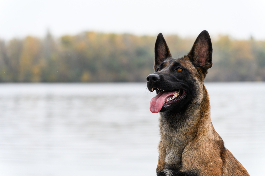 A close-up side view of a Belgian Malinois dog with a brown and black coat, looking towards a lake with ducks. The dog's ears are perked up, and its tongue is slightly out.