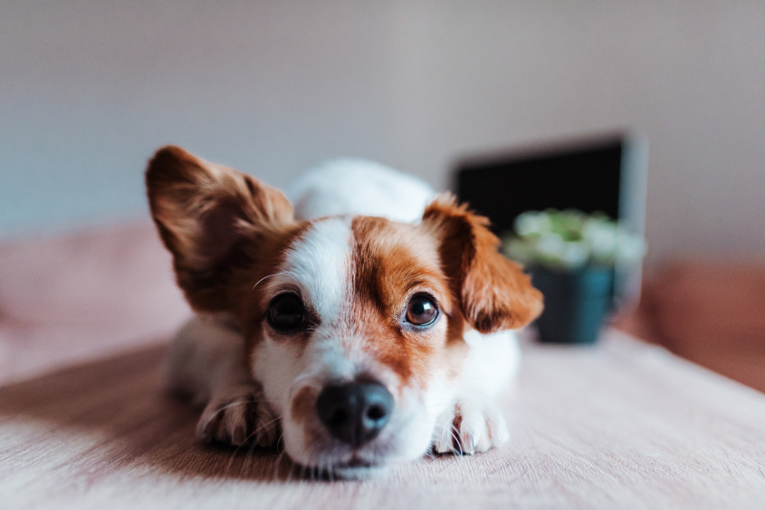 Cute Jack Russell dog laying on the ground at home. 