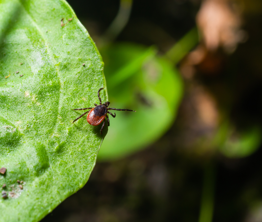 Blacklegged tick