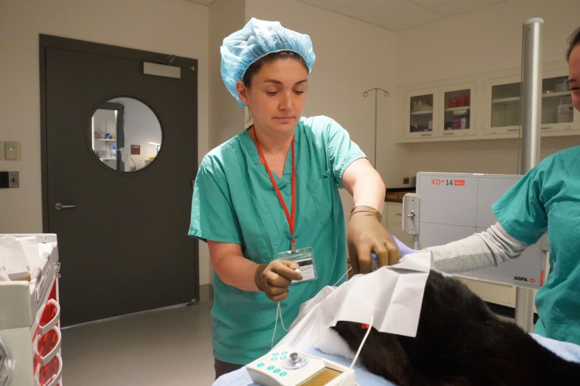 Veterinarian performs a procedure on an animal in the OR