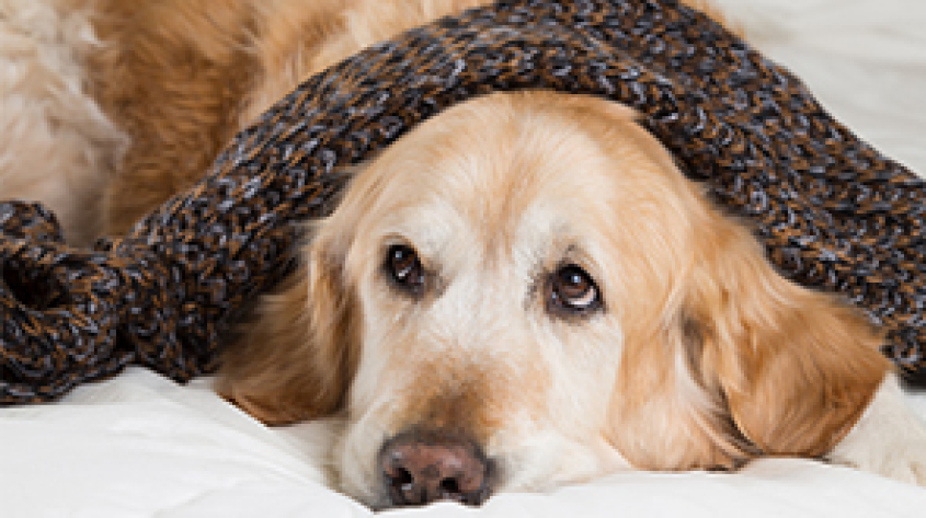 A dog under a blanket