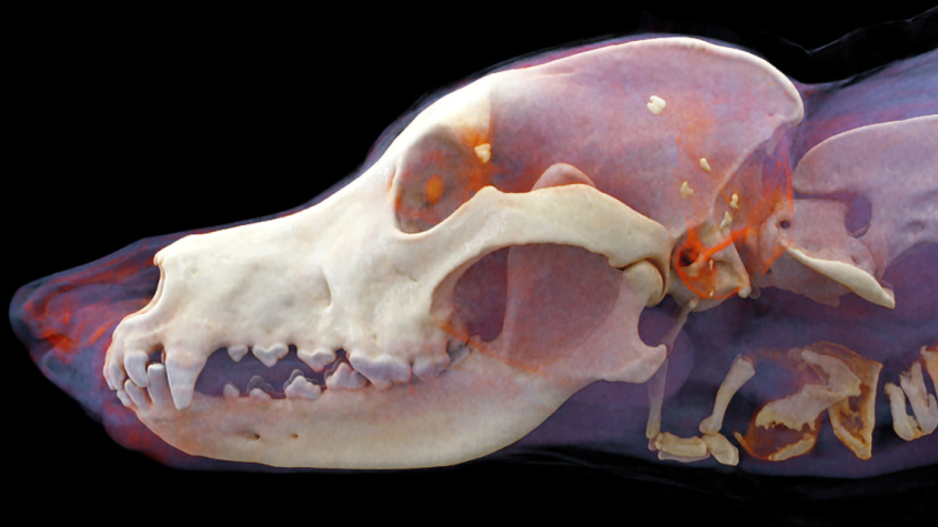 computer illustration of a dog skull
