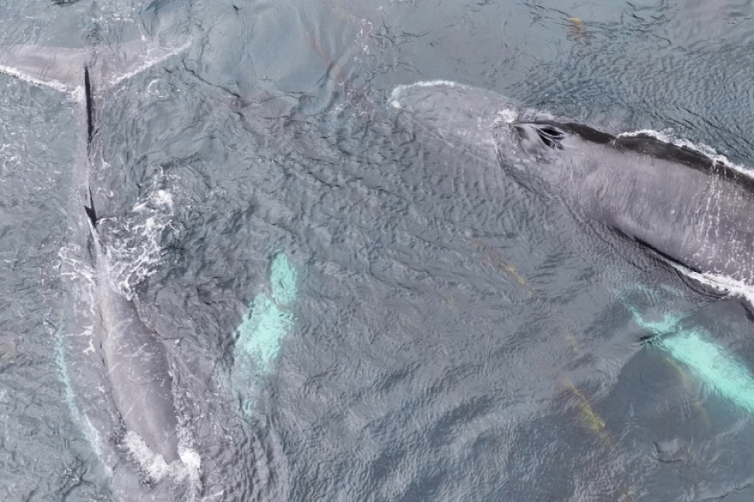 humpback whales seen from above