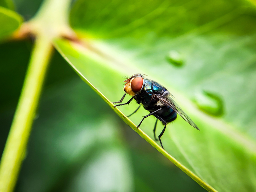 A fly sits on a green leaf. 