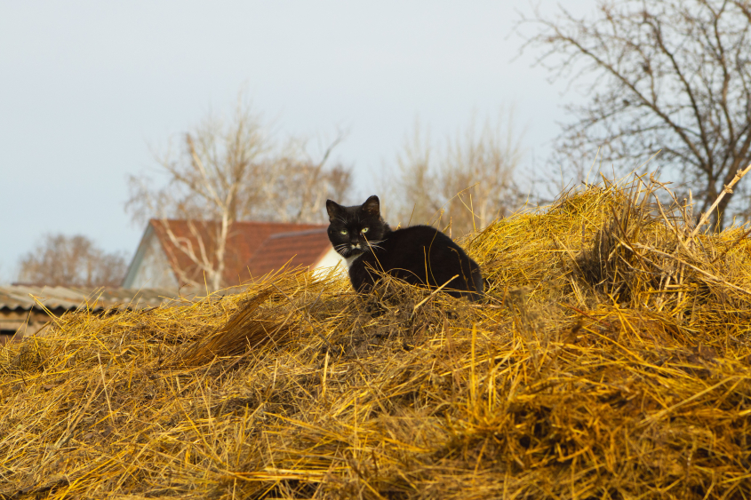 Black cat outside on pile of hay with barn in backgrouind