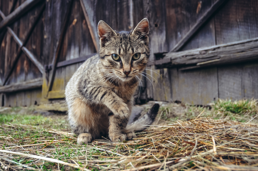 Cat in front of wooden barn in a small village in Mazovia region of Poland