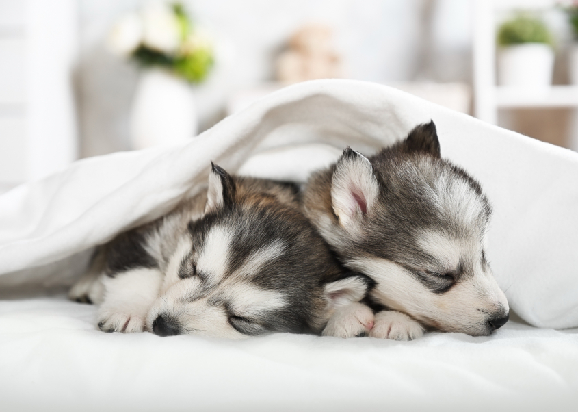 Two Husky puppies sleeping under a blanket