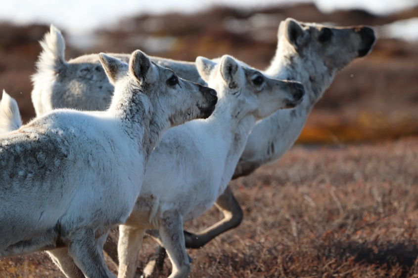 young caribou running