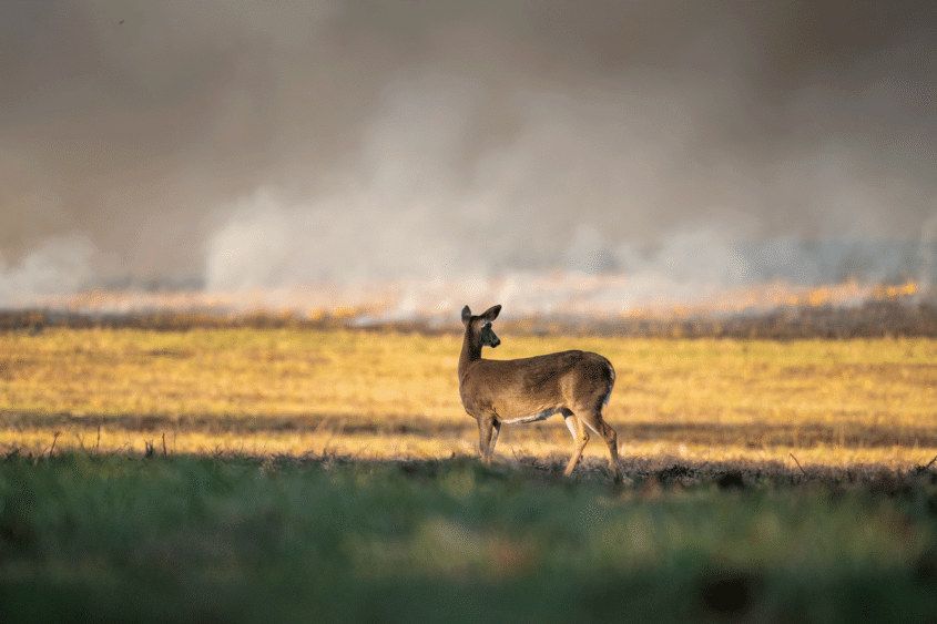 Deer standing in front of a wildfire