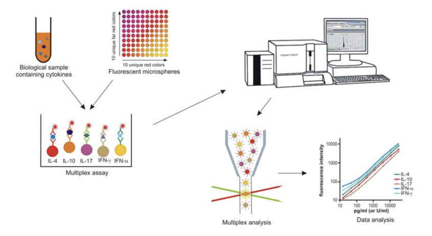 Equine cytokine 5-plex assay process as described in the complex alt text description