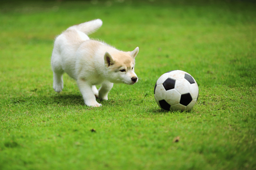 puppy with soccer ball
