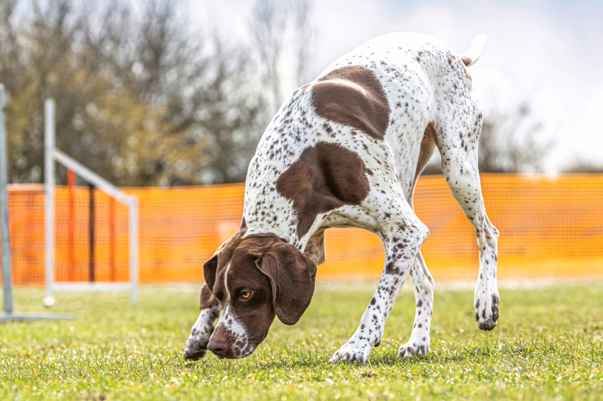 A white and brown dog sniffing the grass. 