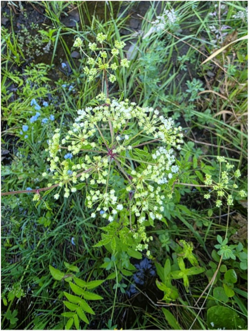 Close up on white blooms of wild hemlock