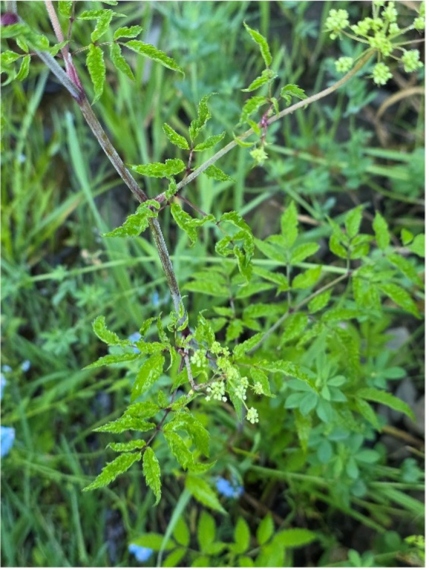 Thin leaves on wild hemlock