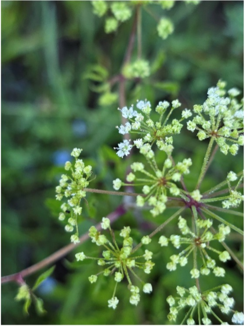 Side view of tiny white blooms on wild hemlock