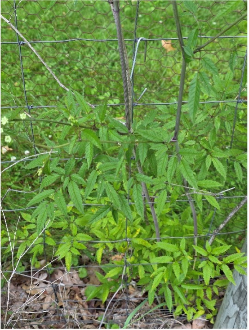 The stock and leaves of a wild hemlock plant