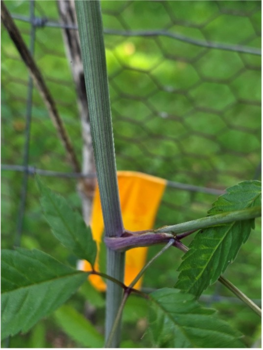 Close up of a thin stalk of a wild hemlock plant
