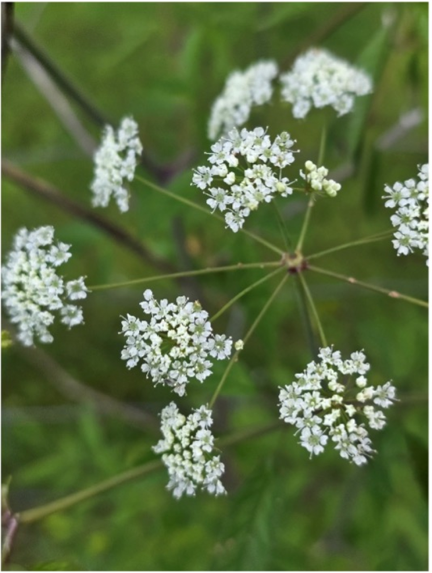 White hemlock blooms