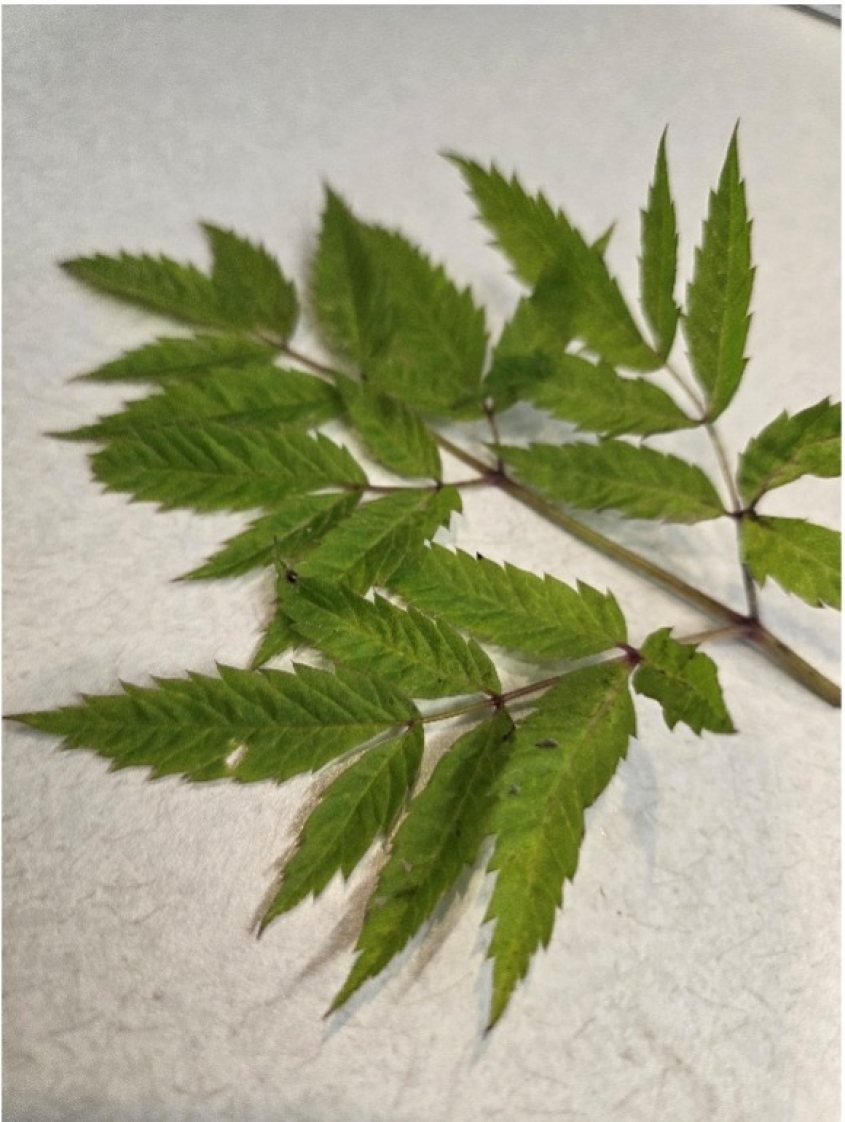 Pointy green leaves of a hemlock plant lying on a table