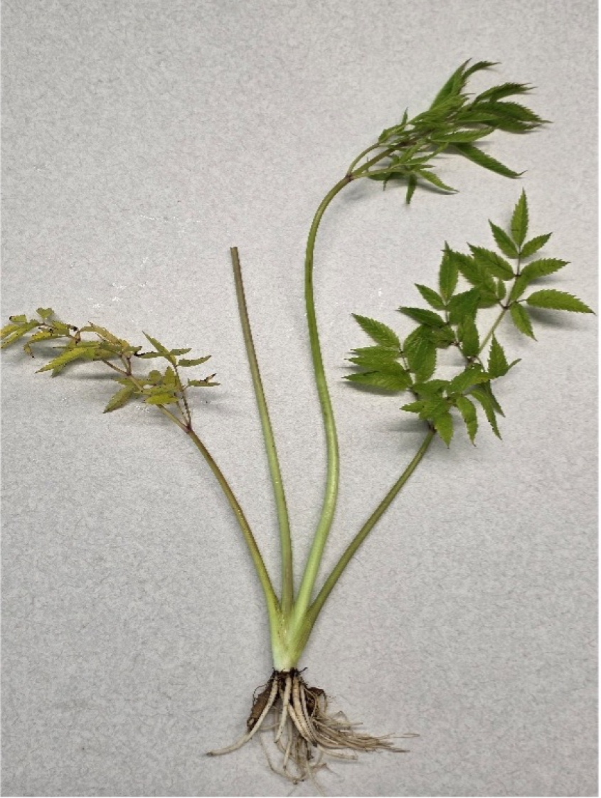 A wild hemlock plant on a table, uprooted and showing the leaves, stalk, and tuber