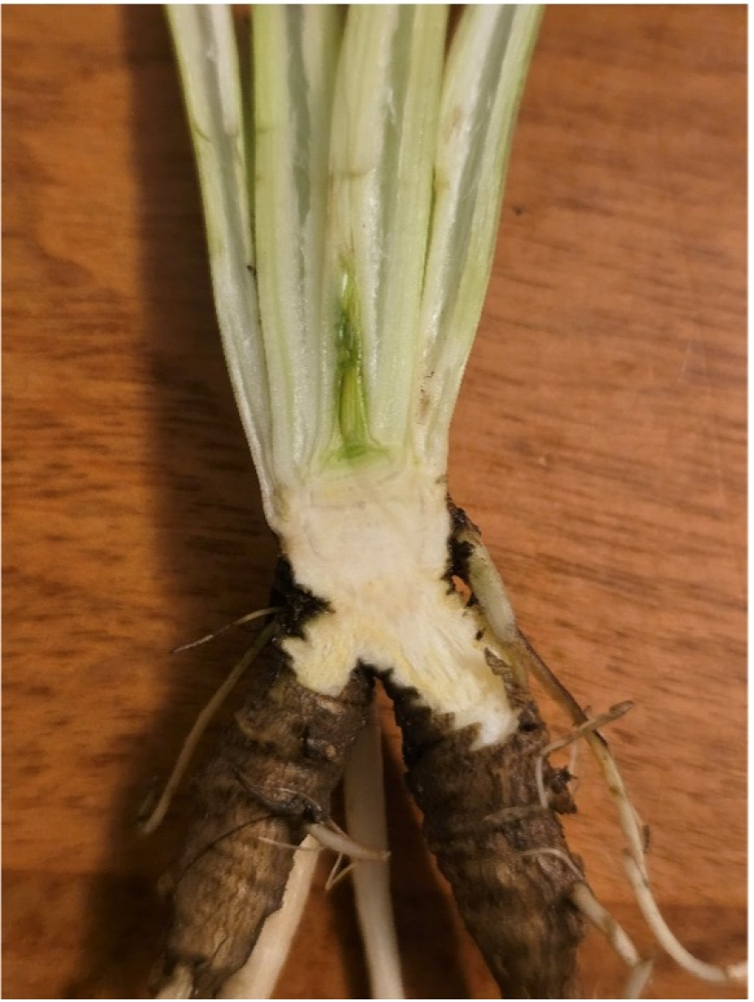 The root system and tuber of a wild hemlock plant